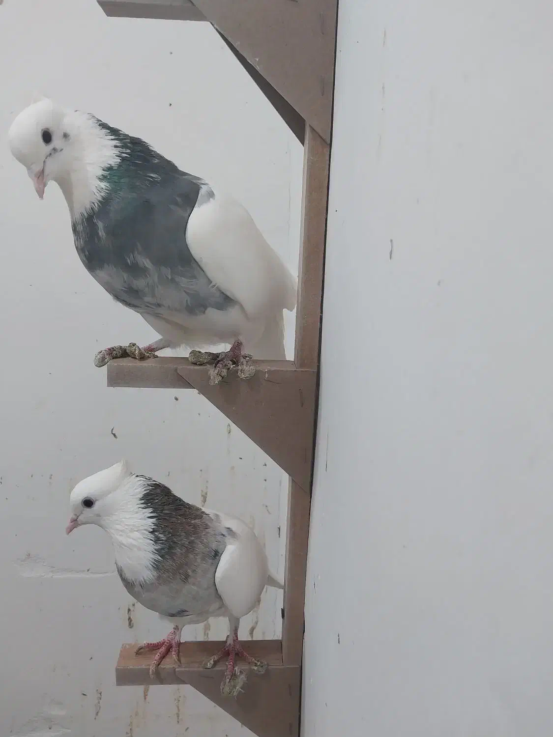 طوقی  ودمسفید|حیوانات|زرند, |دیوار