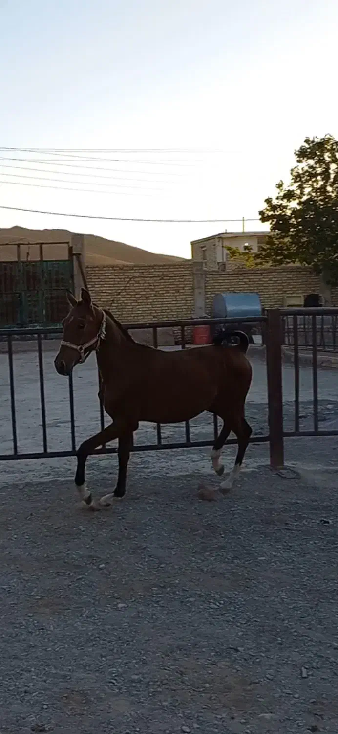 کره نر ۱۴ ماهه زیبا|حیوانات مزرعه|شاهین‌شهر, گزبرخوار|دیوار