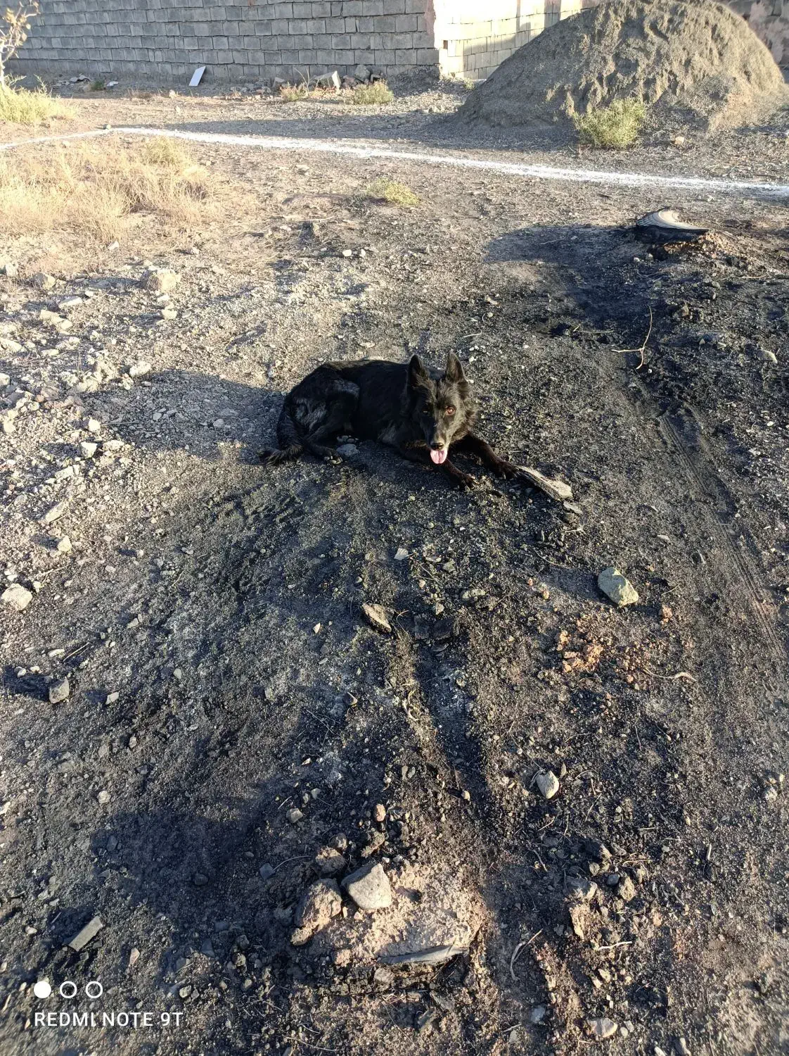 سگ ژرمن اصل بلک ماده|سگ|سبزوار, شرق کال شمالی|دیوار