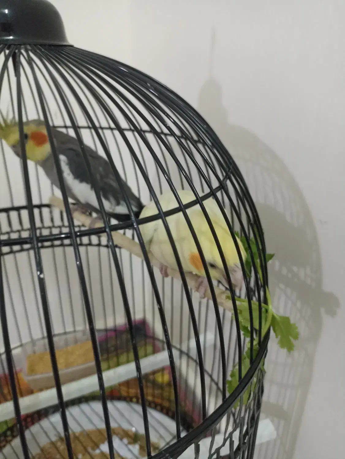 جفت عروس هلندی سخنگو|پرنده|مشهد, فدک|دیوار