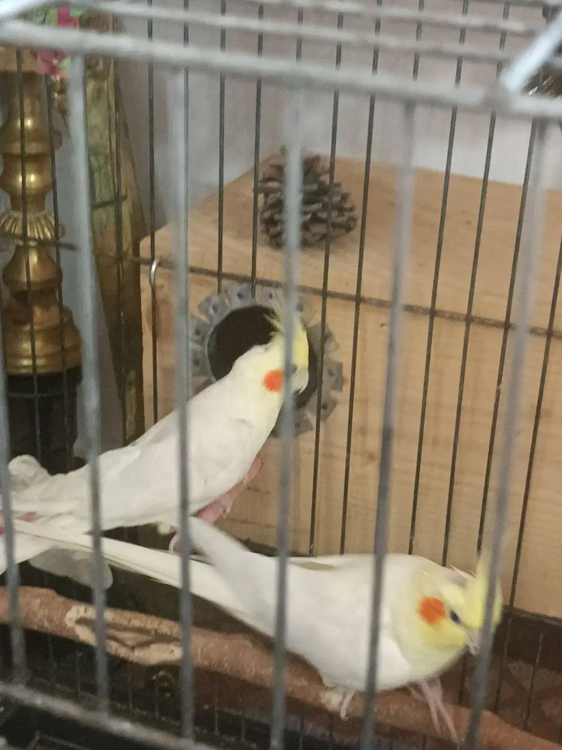 عروس هلندی لوتینو|پرنده|قمرود, |دیوار