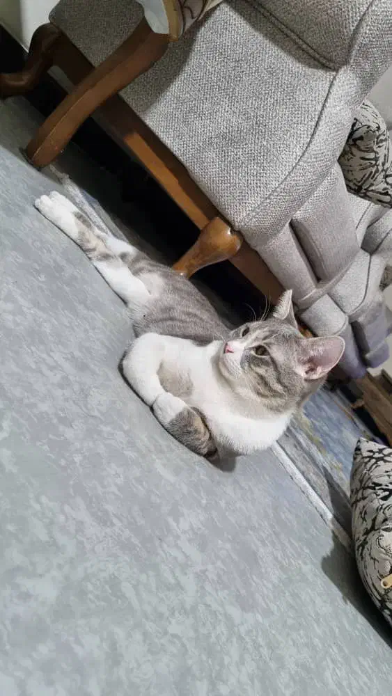 گربه گمشده|حیوانات|شیراز, عادل آباد|دیوار