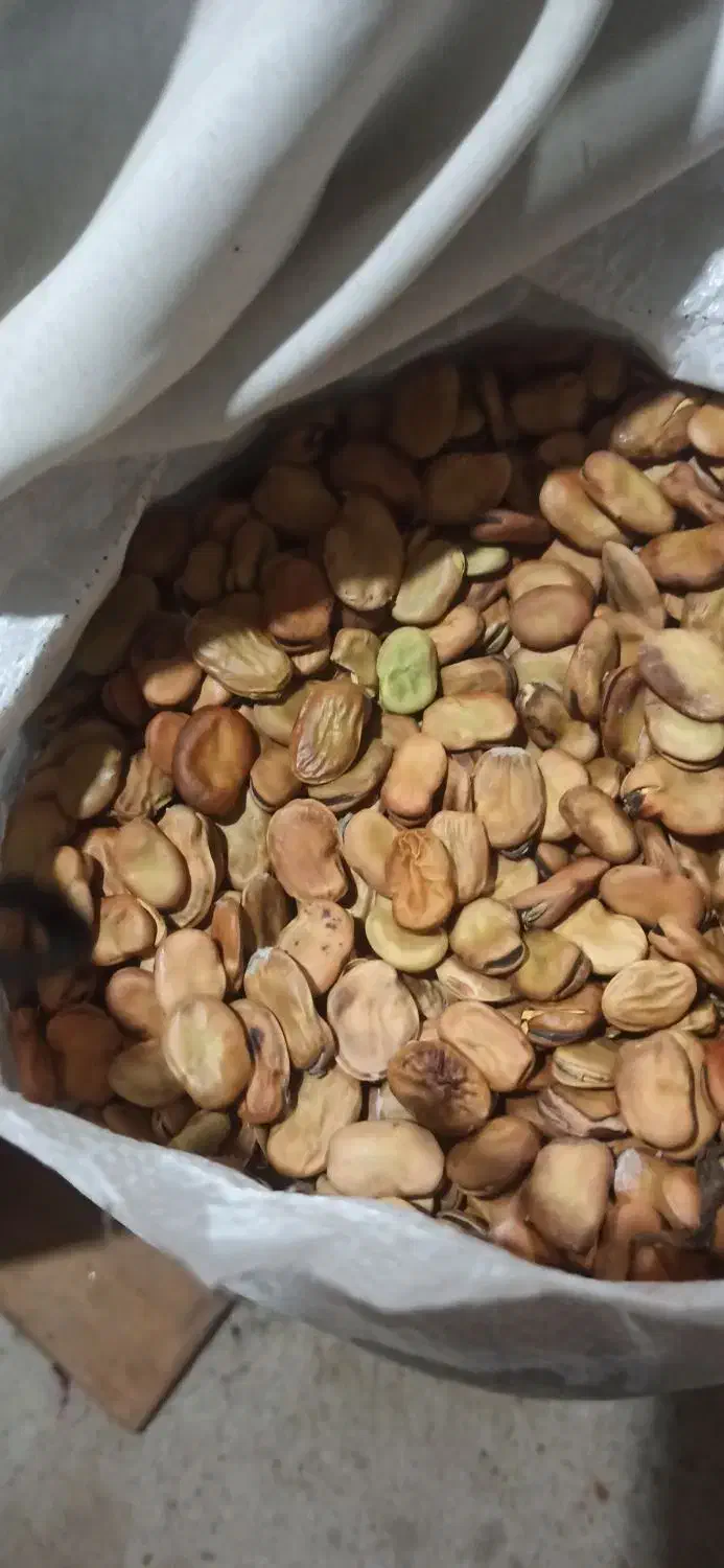 بذر باقلا درشت قلم|گل و گیاه طبیعی|بهشهر, |دیوار