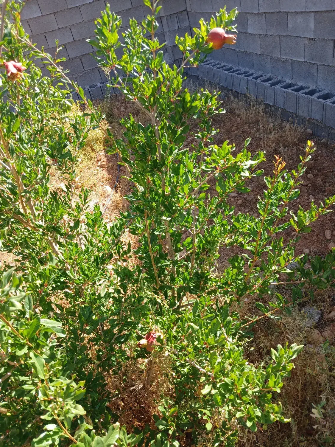 فروش زمین باغی ۱۰۴۰ متری شیراز روستای آب پرده|فروش زمین و ملک کلنگی|شیراز, کودیان|دیوار