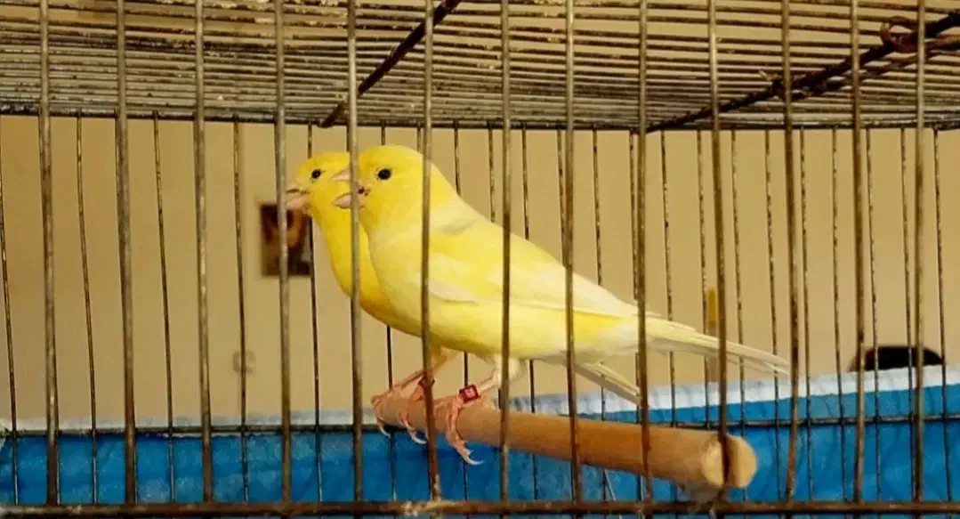 فروش تعدادی قناری رنگی اورژینال|پرنده|بابلسر, |دیوار