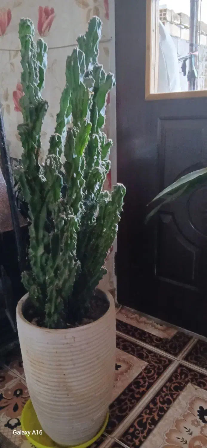 گل کاکتوس|گل و گیاه طبیعی|رشت, آتشگاه|دیوار