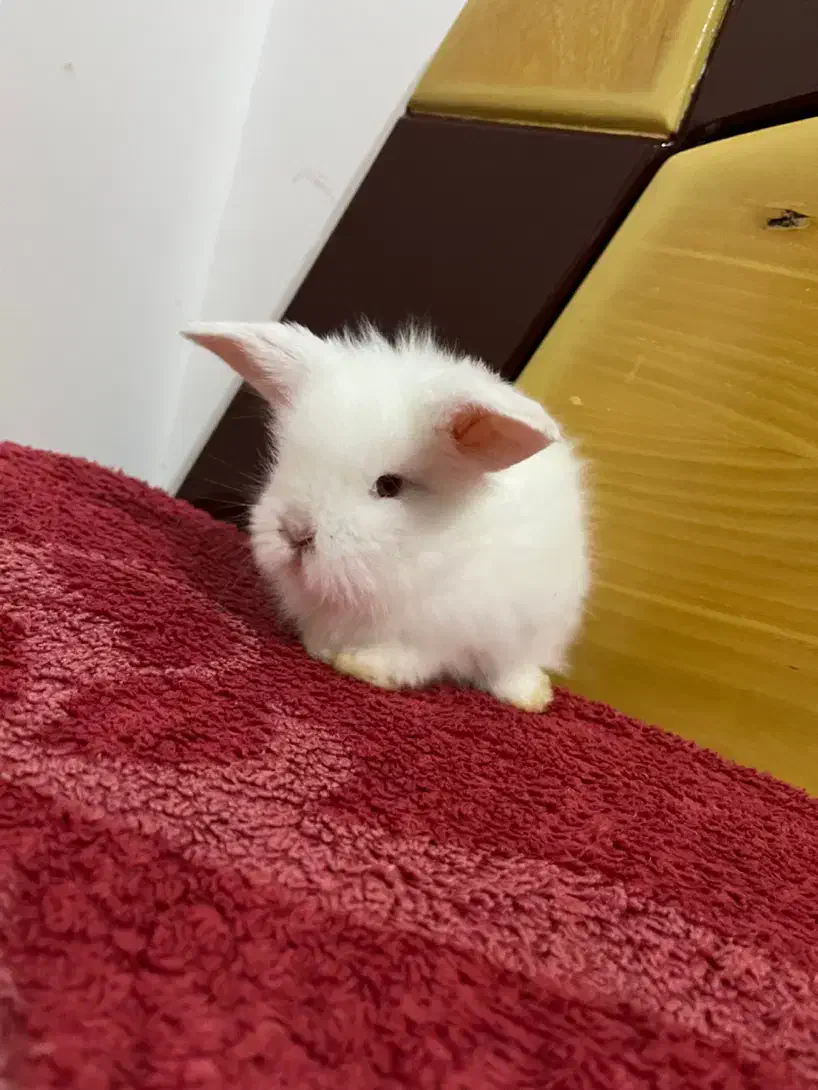 خرگوش لوپ ترکیش عروسکی|موش و خرگوش|صومعه‌سرا, |دیوار