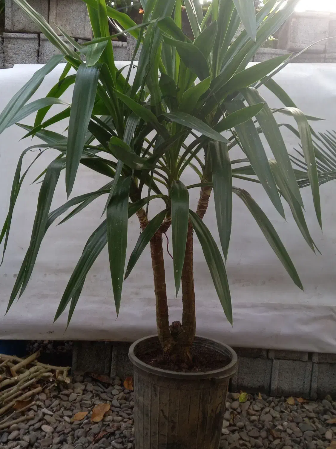 گل وگیاه|گل و گیاه طبیعی|شلمان, |دیوار