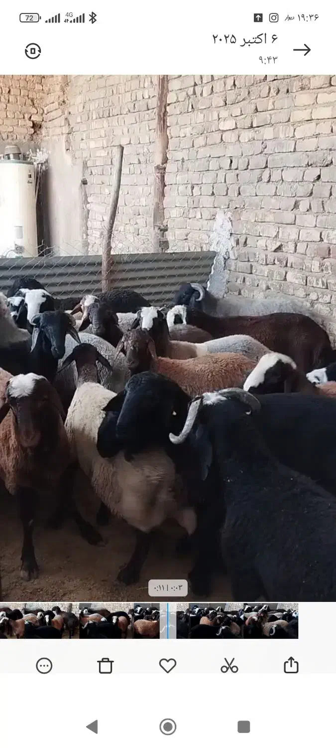 بره چاق وبره لاغر پرواری گوساله وگوشت|حیوانات مزرعه|جعفرآباد, |دیوار