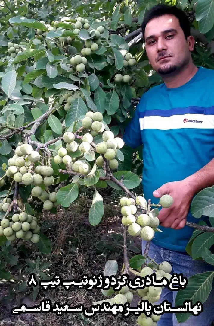 نهالستان ارقام‌متنوع میوه،گردو و صنوبرهای اقتصادی|خدمات باغبانی و درختکاری|آبگرم, |دیوار
