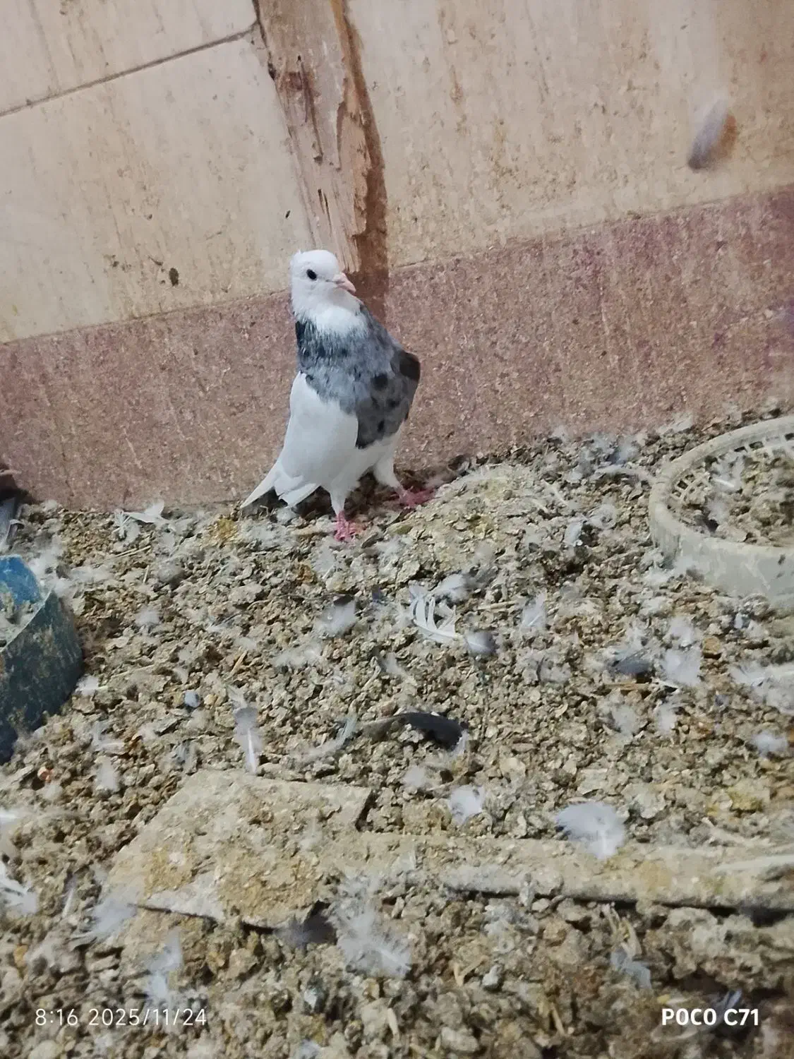 طوقی|پرنده|شادگان, |دیوار