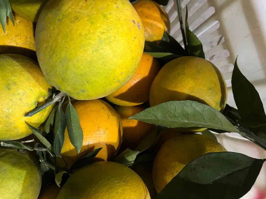 تامسون (انواع مرکبات)|حراج|قائمشهر, |دیوار