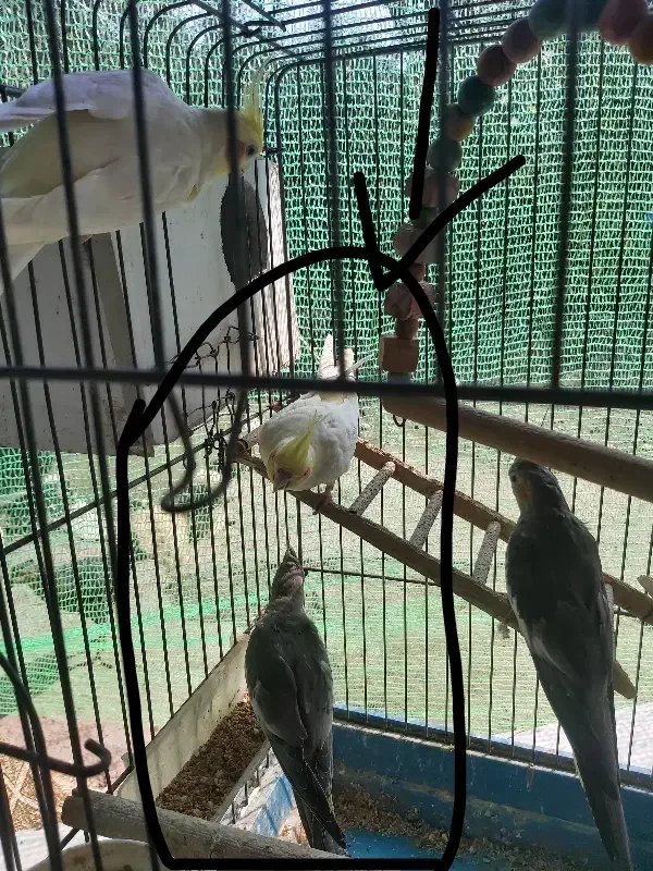 عروس هلندی|پرنده|لاهیجان, بازکیاگوراب|دیوار