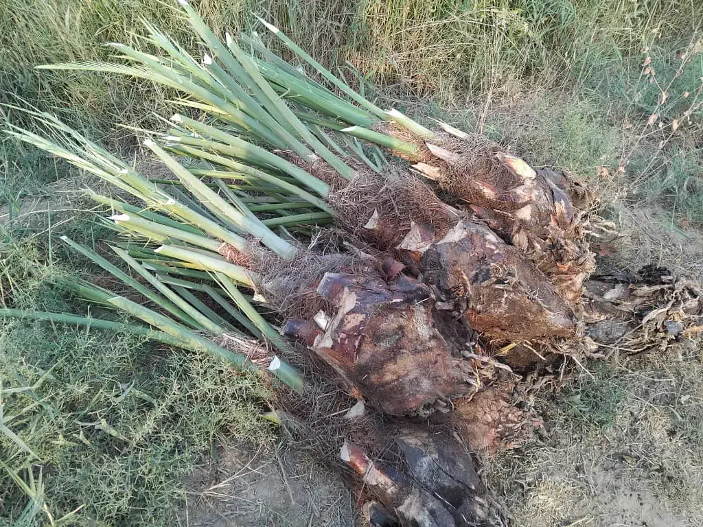 پاجوش مجول،پیارم وزاهدی باتعهد ثبتی و بیمه کشاورزی|خدمات باغبانی و درختکاری|بهبهان, |دیوار