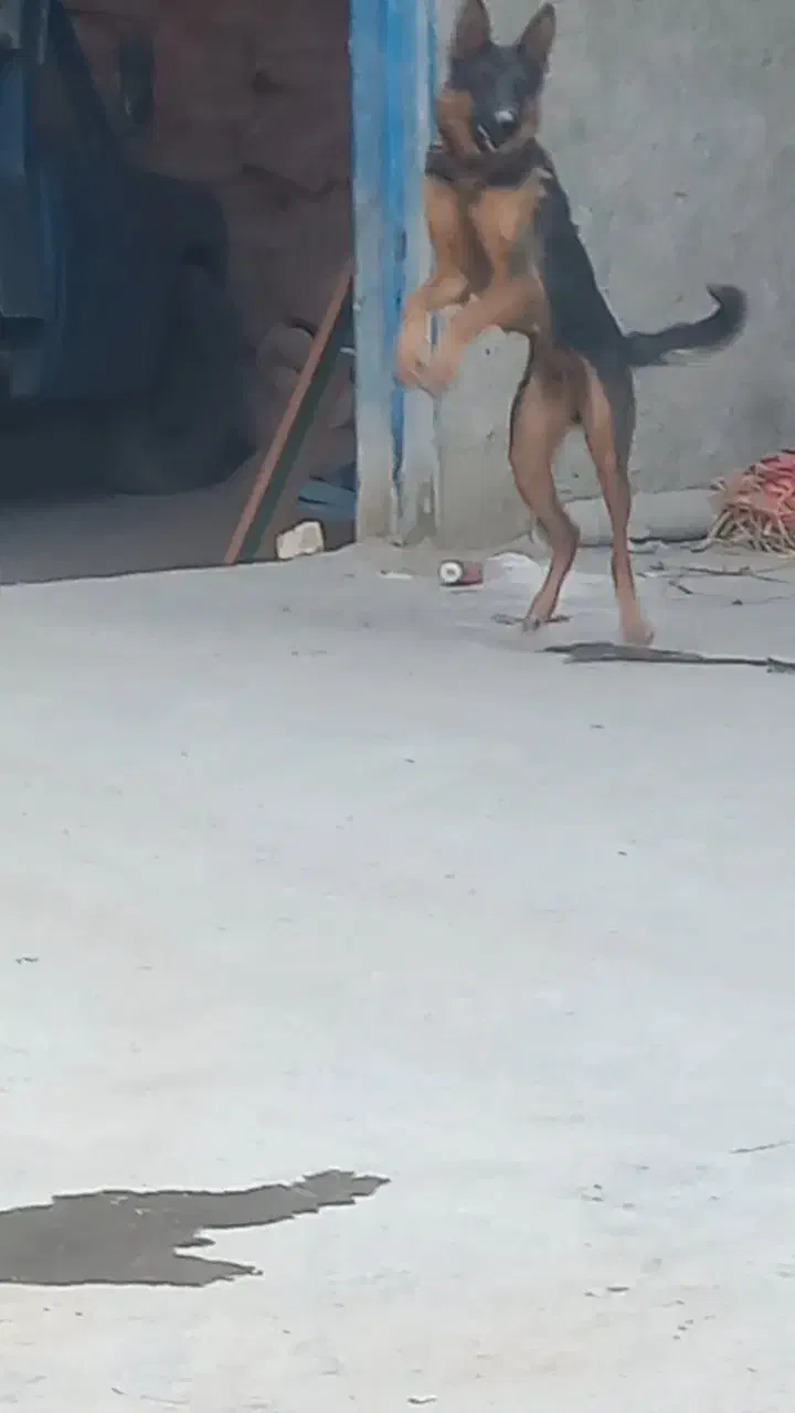 واگذاری  سگ ژرمن|سگ|اصفهان, ابر|دیوار