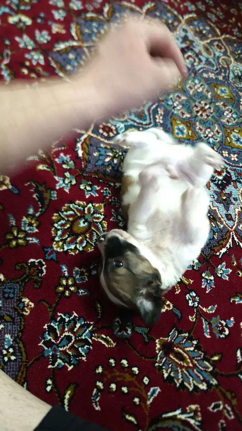 سگ شیتزو بازیگوش|سگ|قم, ولیعصر|دیوار