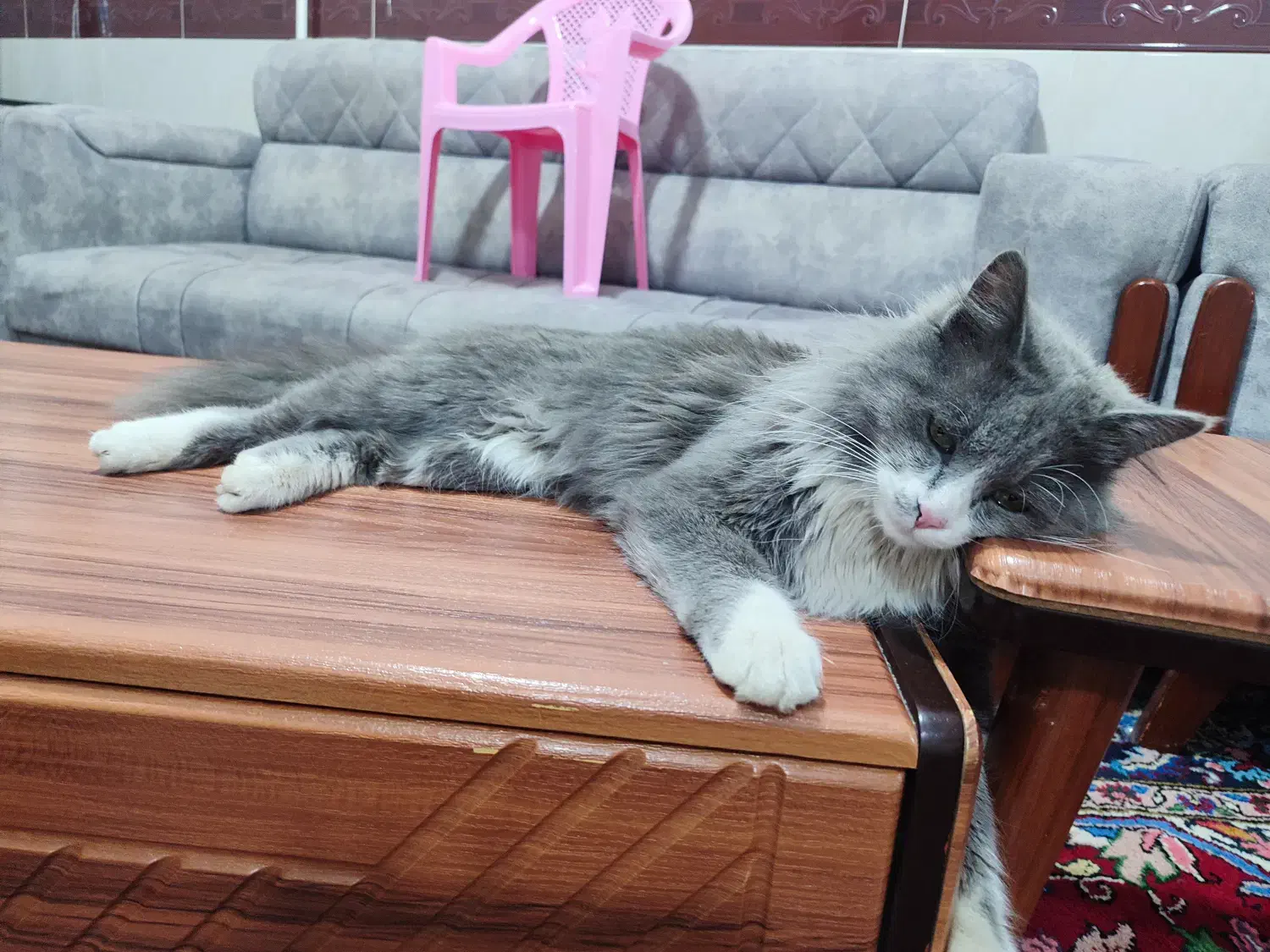 واگذاری اسکاتیش|گربه|میانه, |دیوار