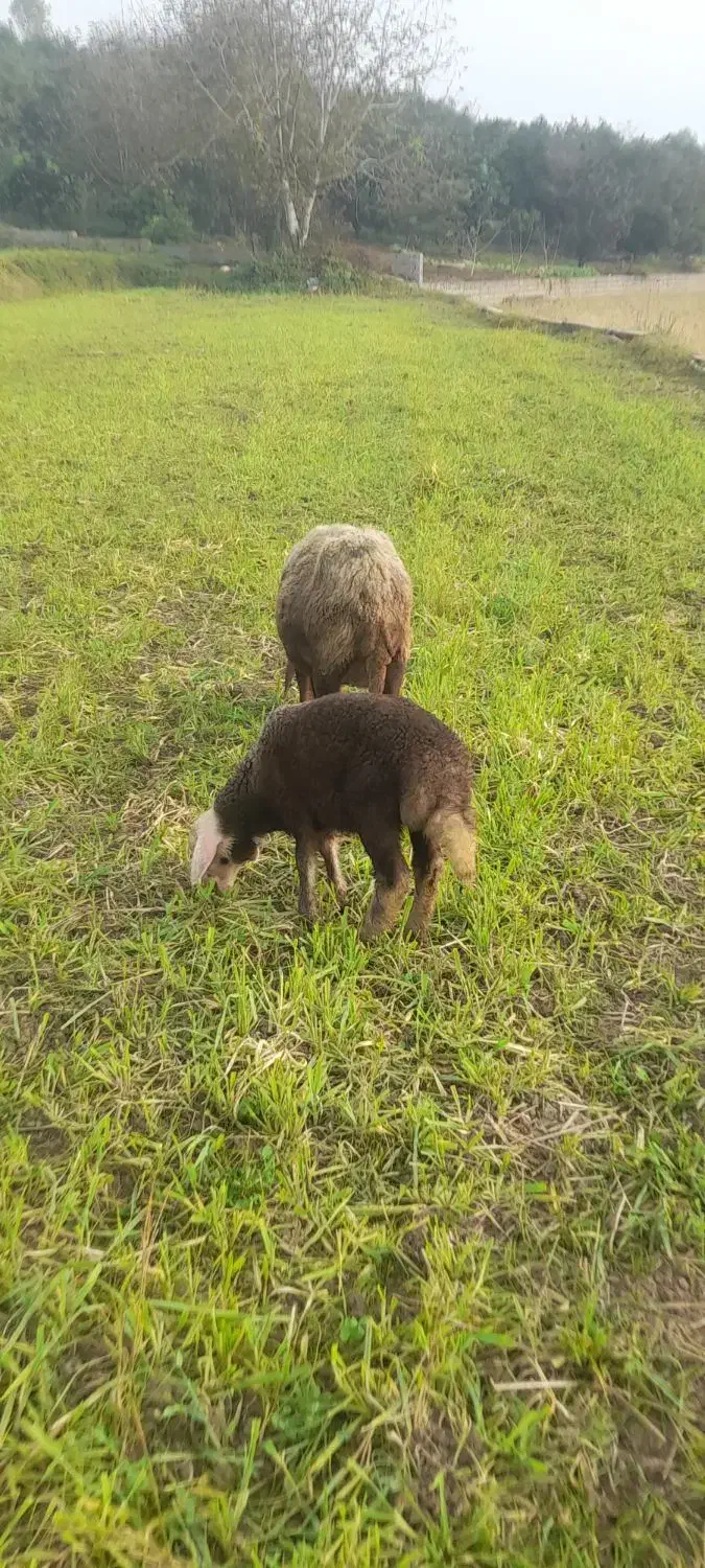 گوسفند وره مار بره نر|حیوانات مزرعه|قائمشهر, |دیوار