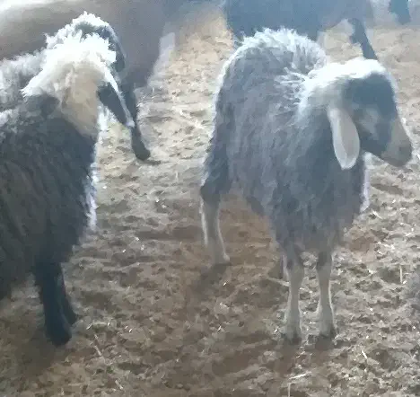 بره نر وماده|حیوانات مزرعه|بن, |دیوار