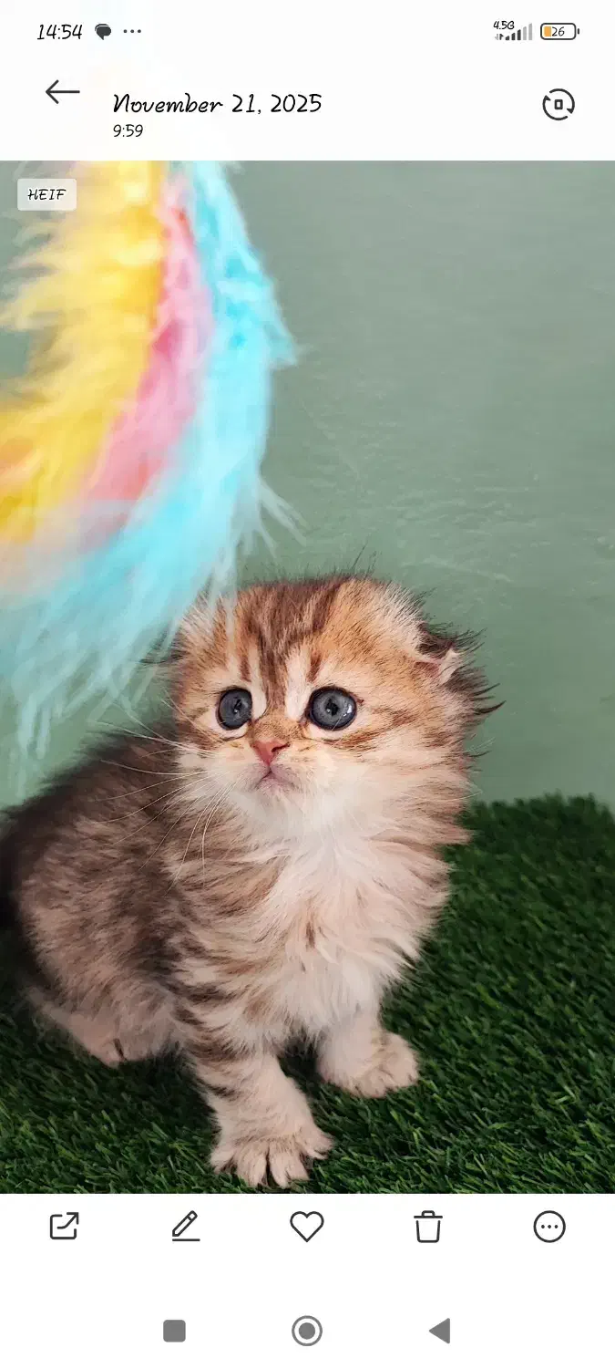 گربه اسکاتیش|گربه|بابل, |دیوار