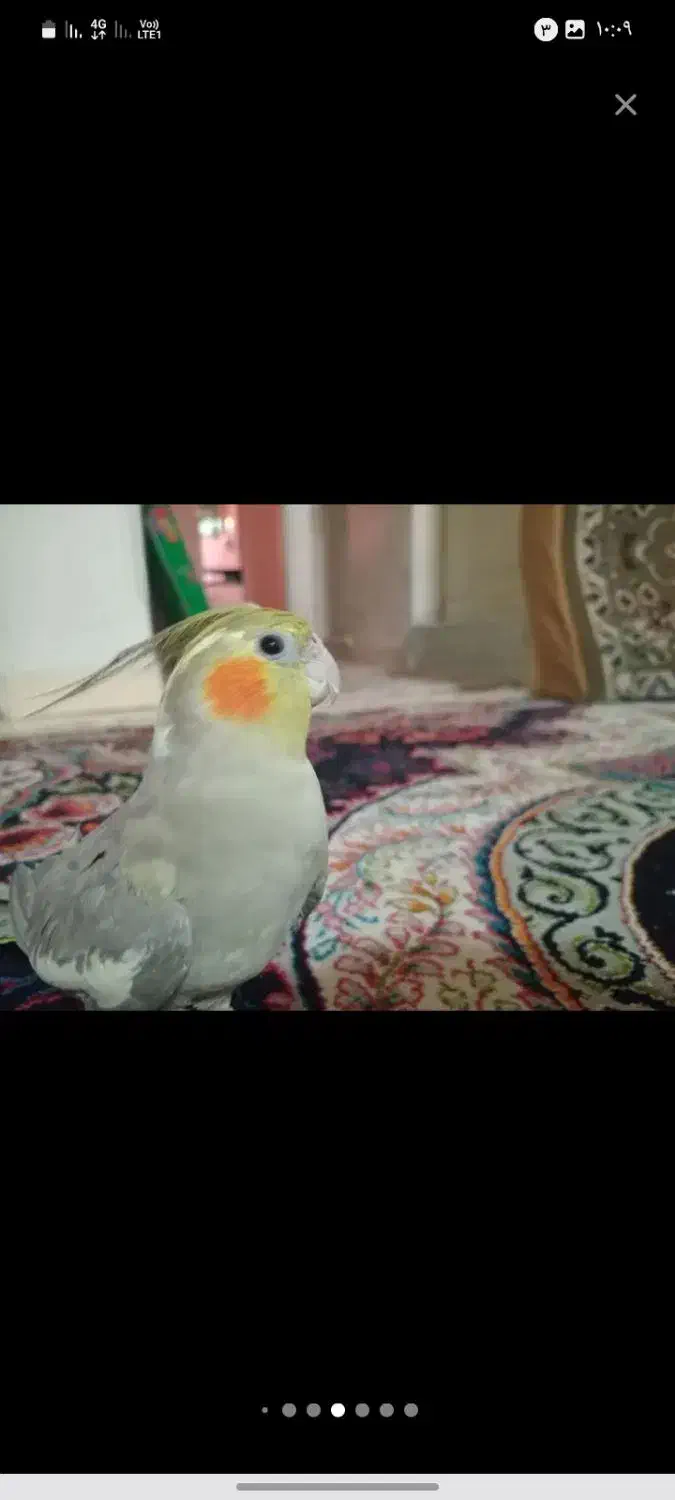 دوعددعروس هلندی بالغ ماده دستی|پرنده|تهران, مهرآباد|دیوار