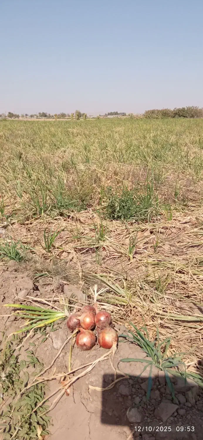 پیاز زرد|خوردنی و آشامیدنی|جوین, |دیوار