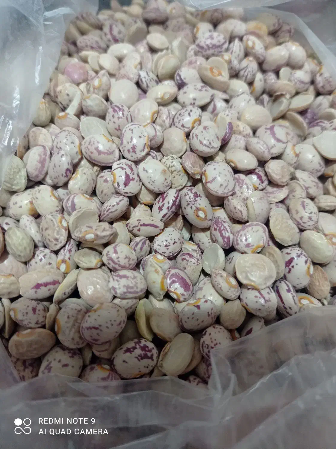 لوبیا چیتی|خوردنی و آشامیدنی|فراشبند, |دیوار