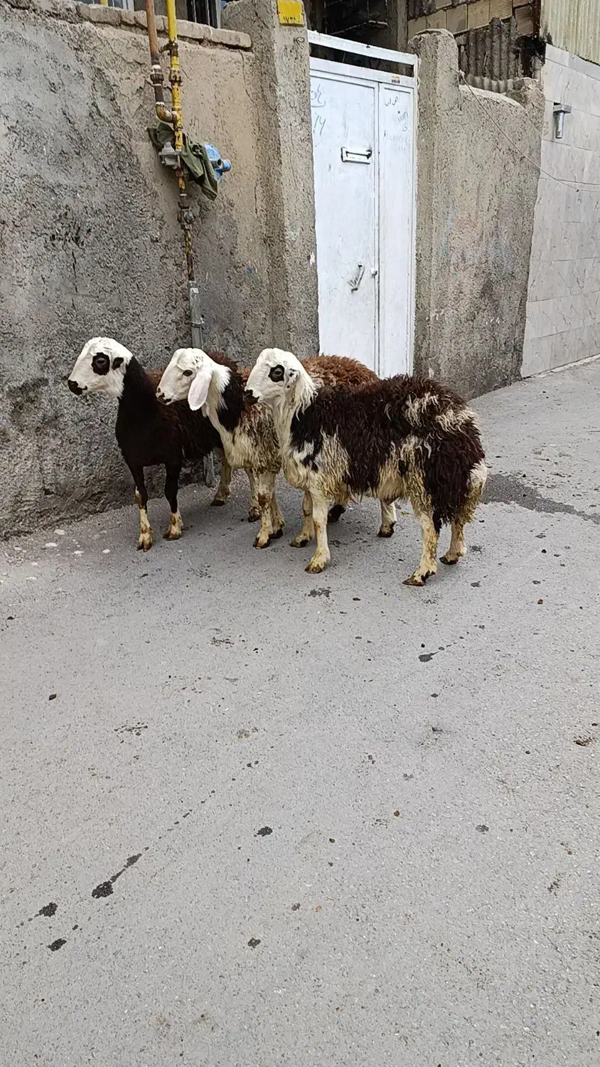 شیشک پلنگی بره قوچ بره ماده|حیوانات مزرعه|بروجرد, |دیوار