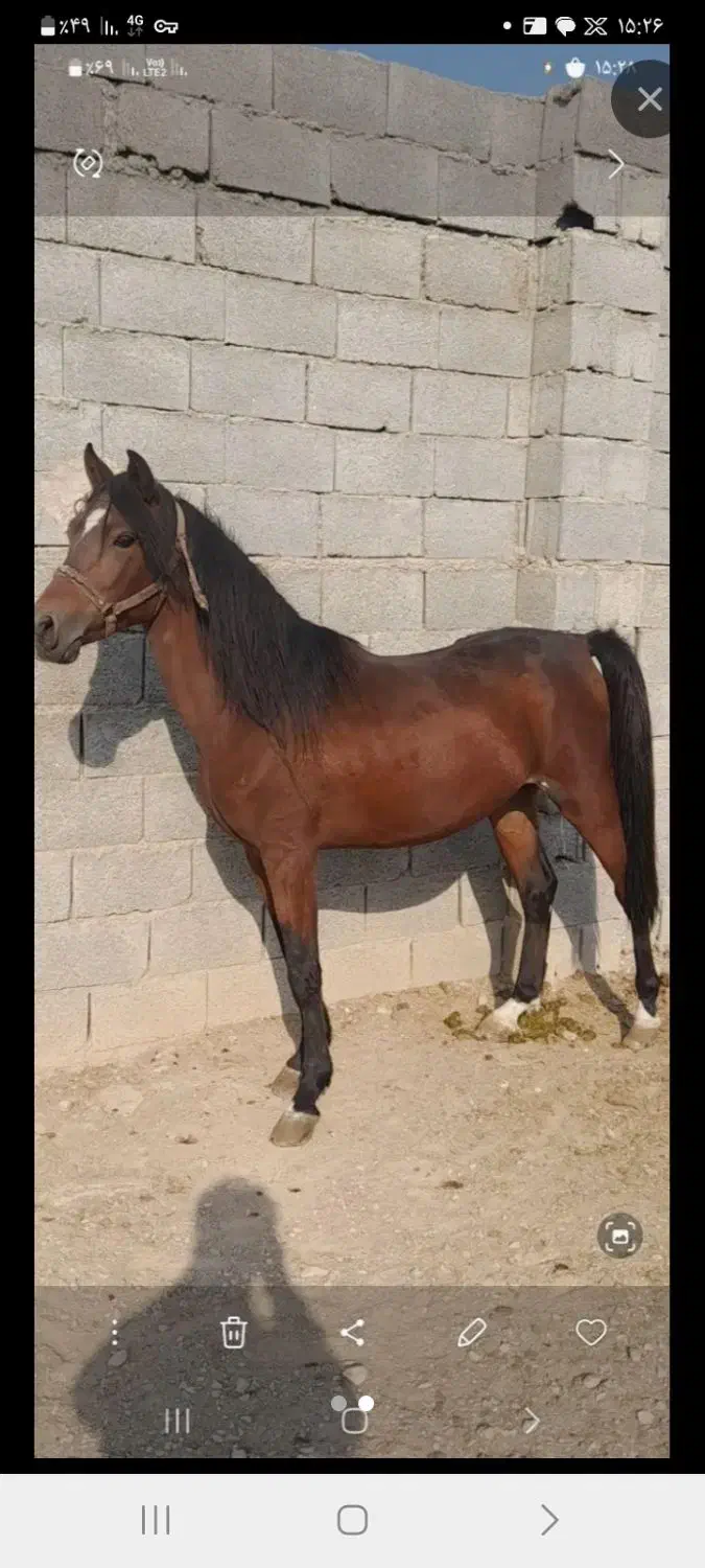 نریون|اسب و تجهیزات اسب‌سواری|فلاورجان, |دیوار