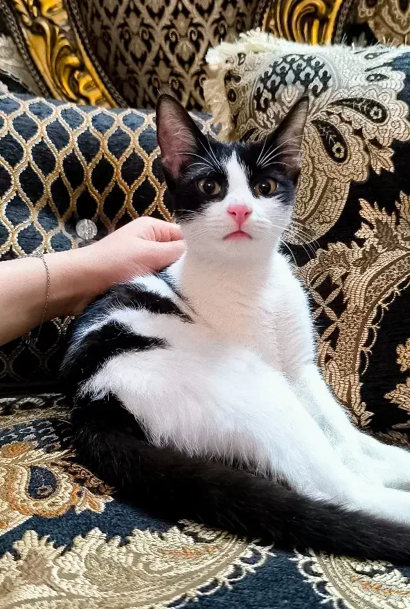 واگذاری  بچه گربه تاکسیدو باهوش|گربه|رشت, منظریه|دیوار