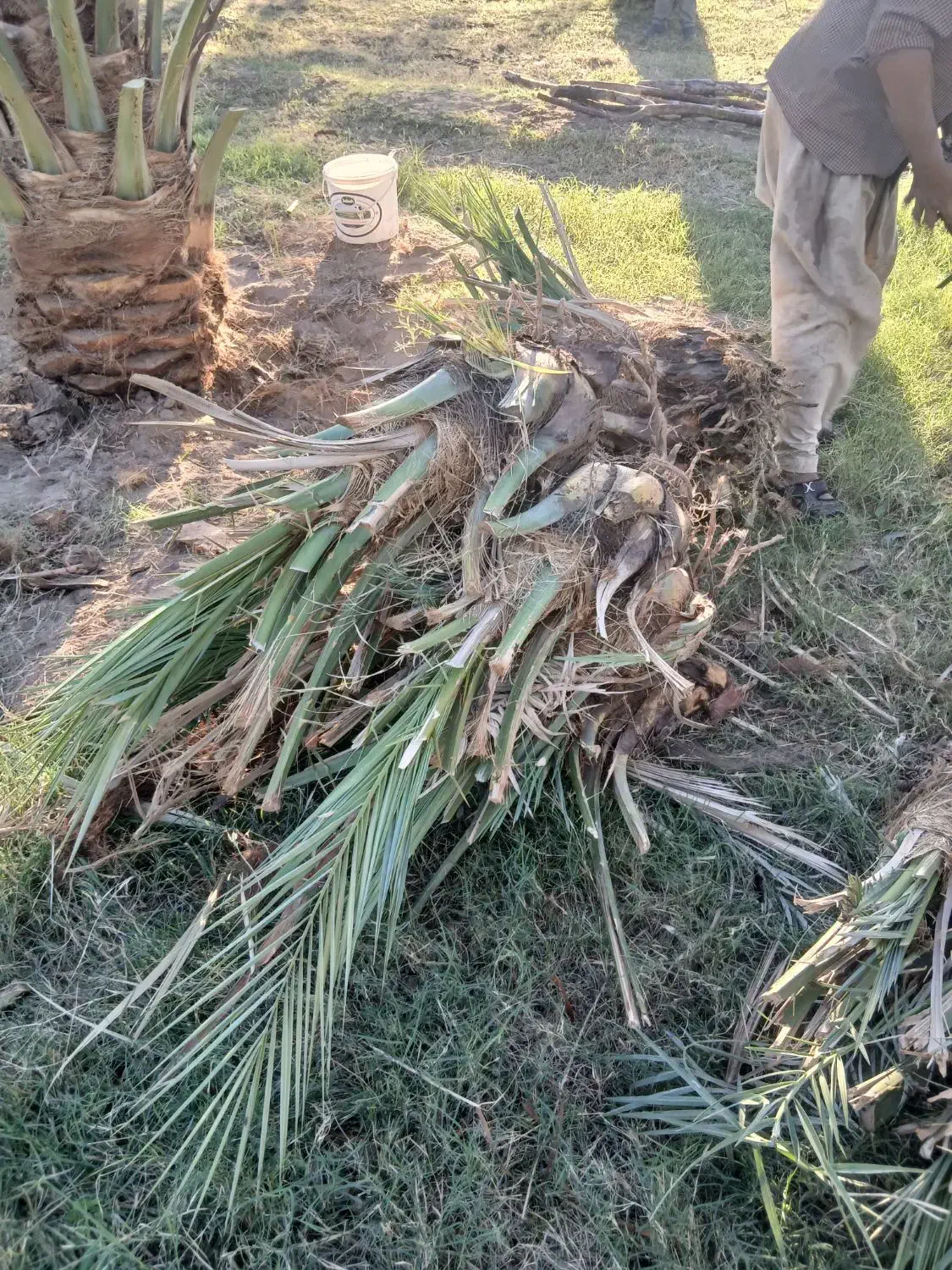 جنگ فروشی|گل و گیاه طبیعی|بم, |دیوار