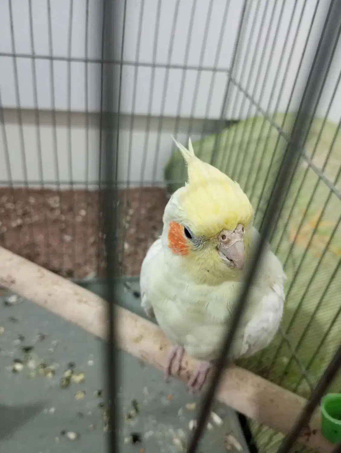 عروس هلندی ماده|پرنده|فولادشهر, A6|دیوار