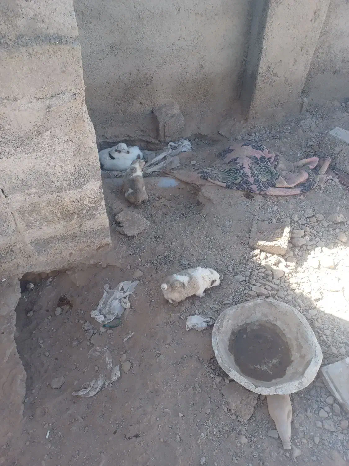 سگ فروشی|سگ|قائن, |دیوار