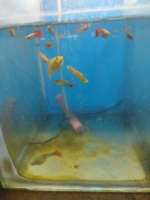 آکواریود|ماهی|باسمنج, |دیوار