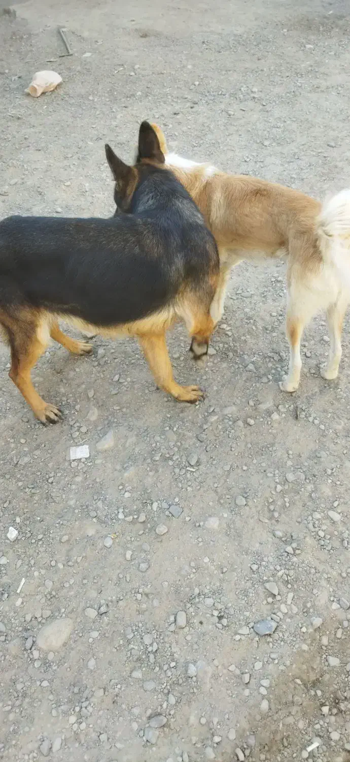 سگ ژرمن ماده|سگ|مشهد, همت آباد|دیوار