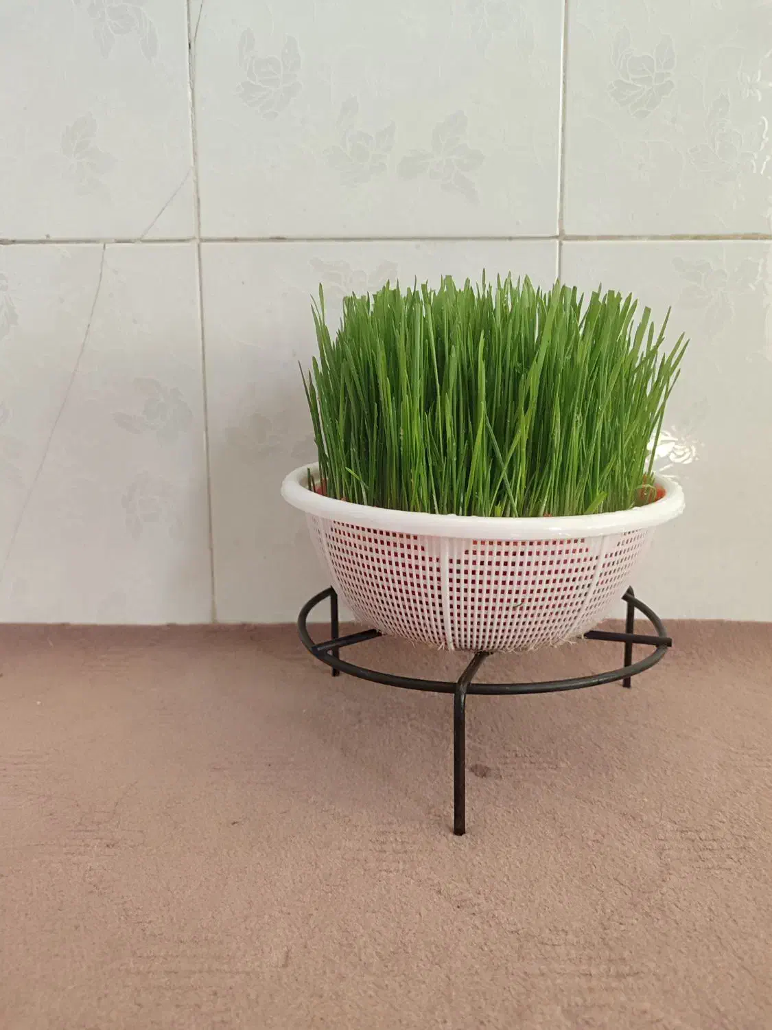 سبزه|گل و گیاه طبیعی|کوهدشت, |دیوار