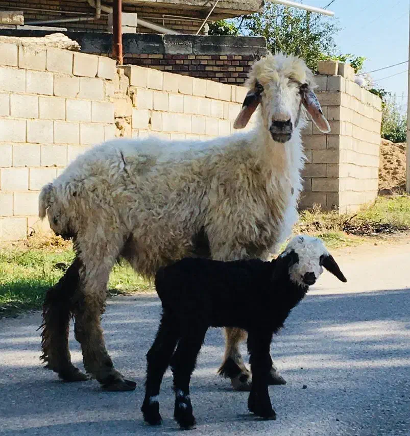 گوسفند بره دار هیکلی جوان|حیوانات مزرعه|گنبد کاووس, |دیوار