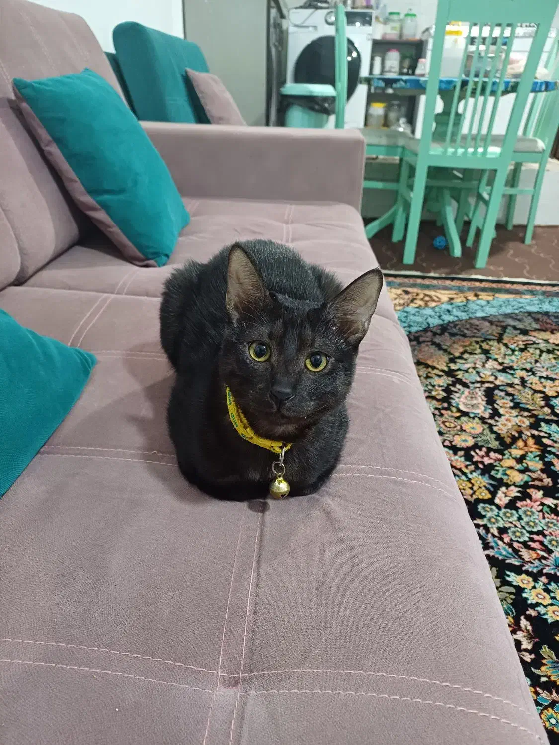 گربه ی ماده باهوش و ملوس|گربه|اهواز, لشکرآباد|دیوار