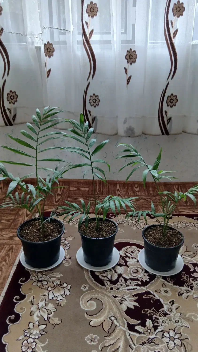 گل شامادورا|گل و گیاه طبیعی|چوبر, |دیوار