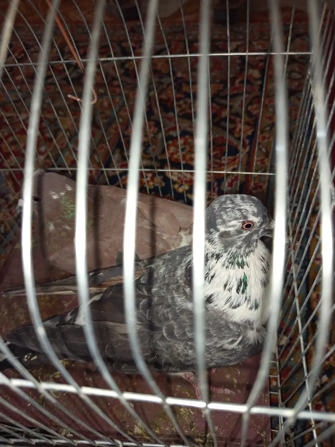 کفتر|پرنده|سراوان, |دیوار