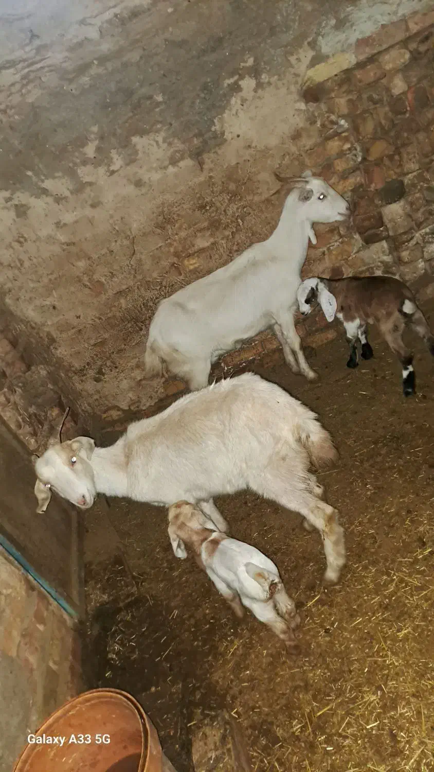 بز سانن|حیوانات مزرعه|نیشابور, فضل|دیوار