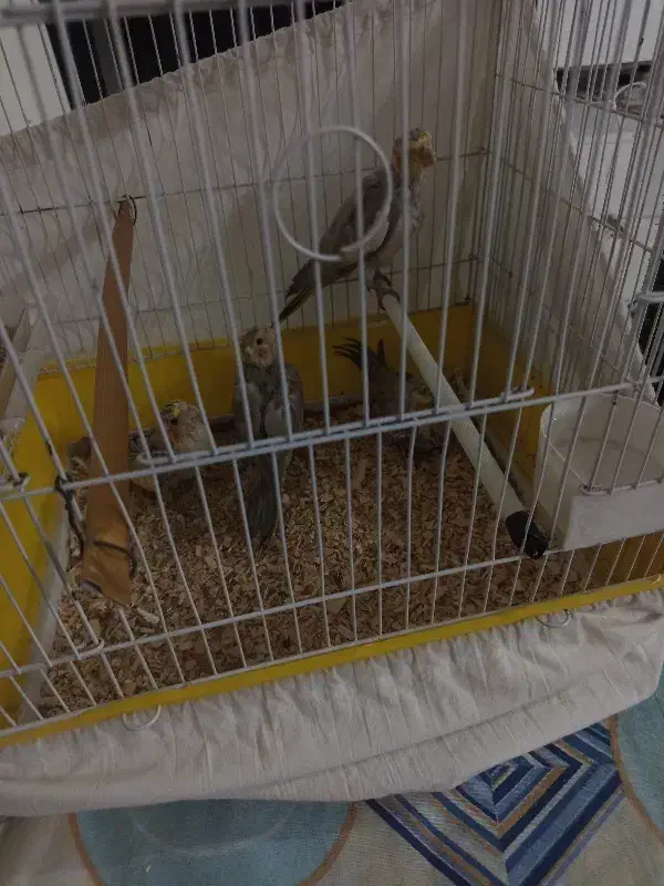 جوجه عروس هلندی|پرنده|بروجرد, |دیوار