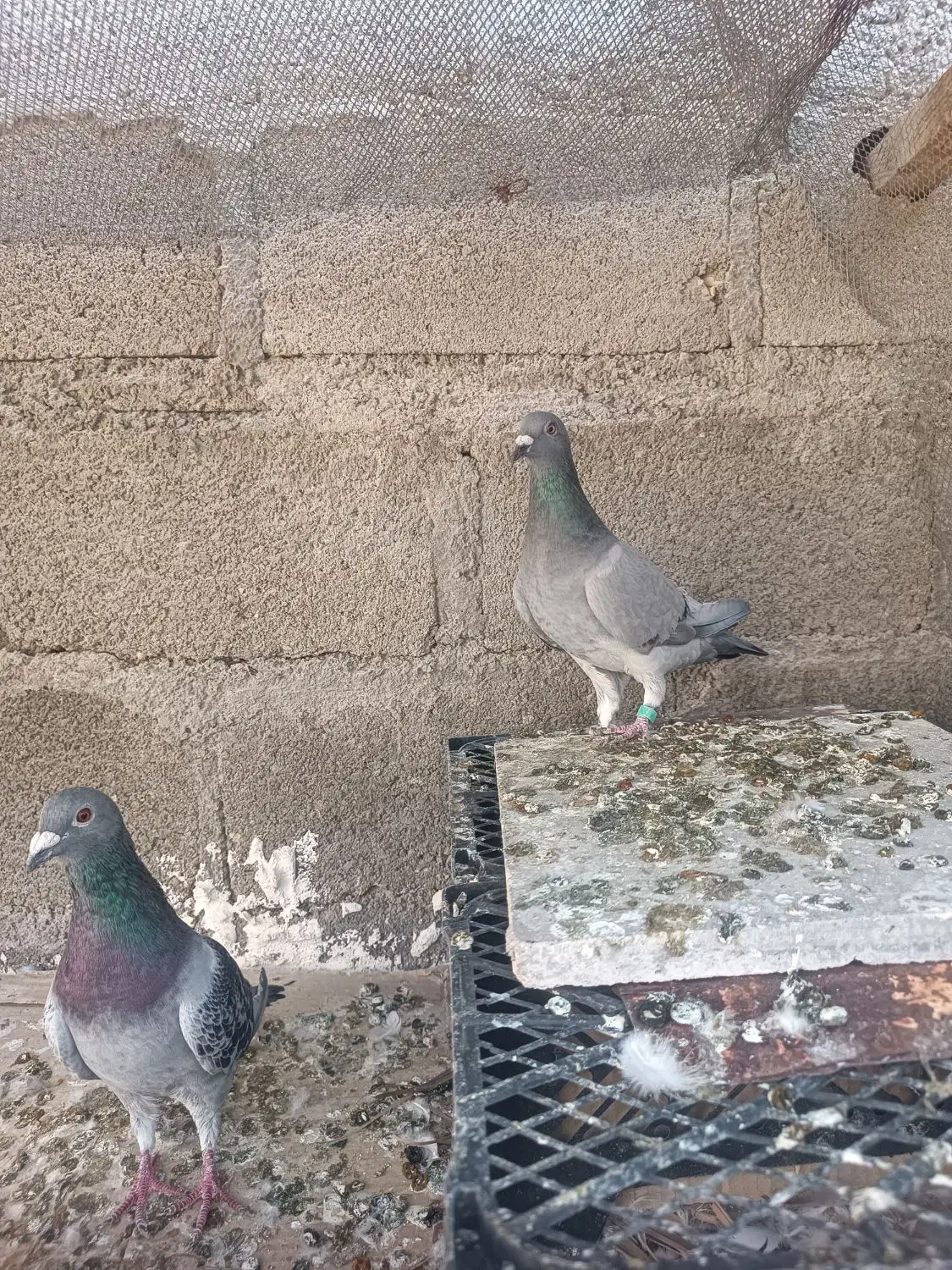کفتر پلاکی|پرنده|گله دار, |دیوار