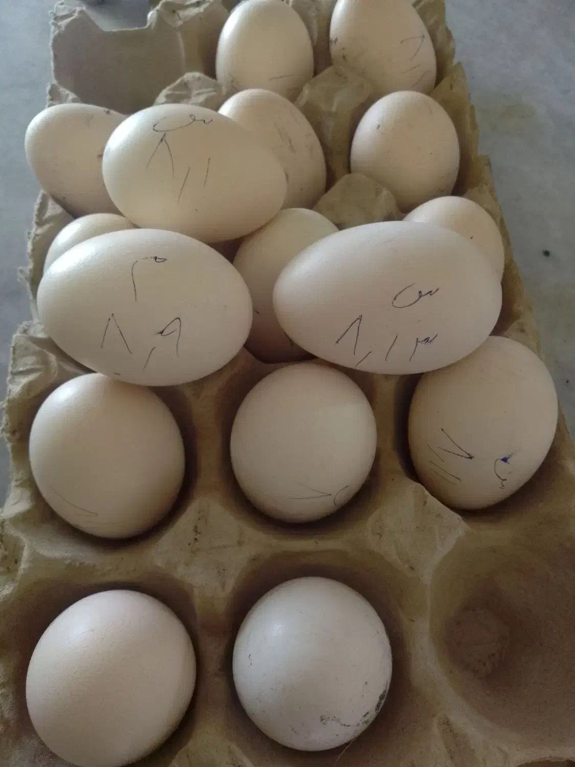 تخم ابریشمی|حیوانات مزرعه|گرگان, |دیوار