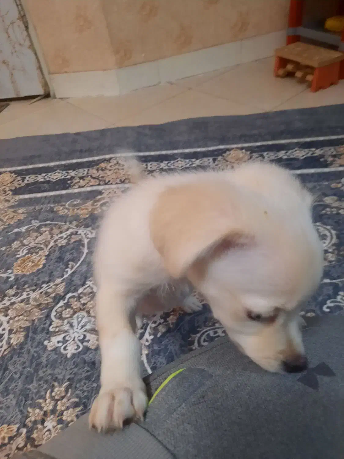 توله سگ اشپیتز ۲ ماه و نیمه|سگ|تهران, جوادیه|دیوار