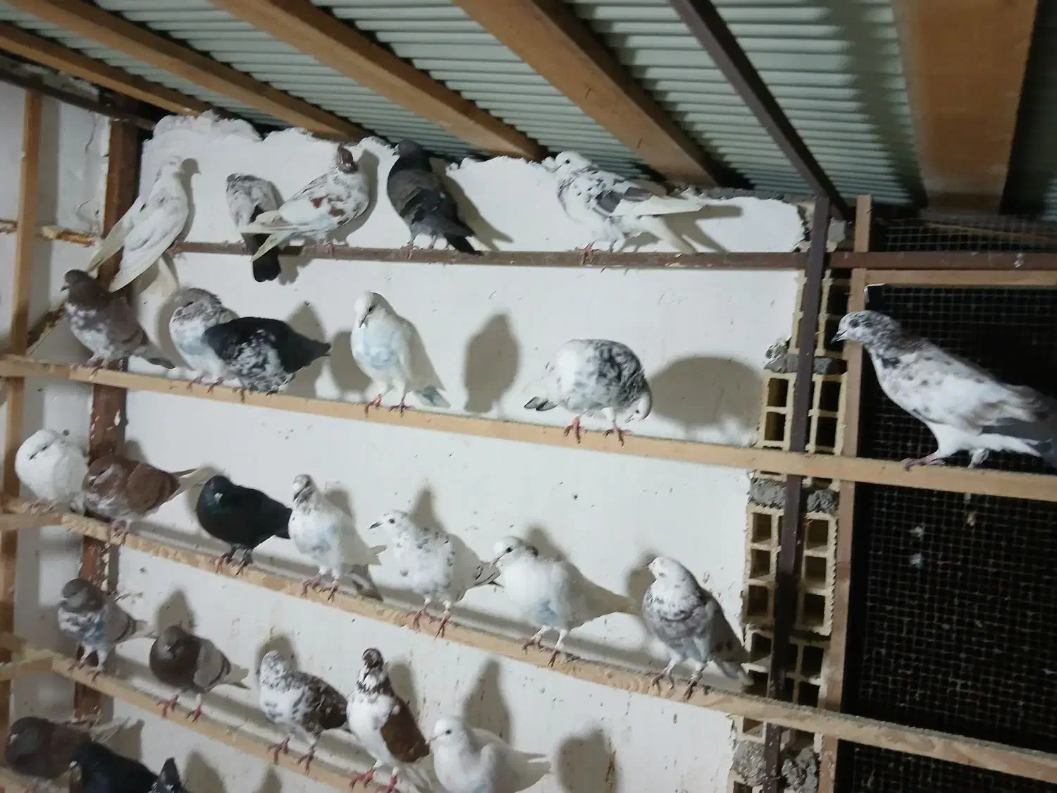 کبوتر فروشی|پرنده|رشت, جماران|دیوار