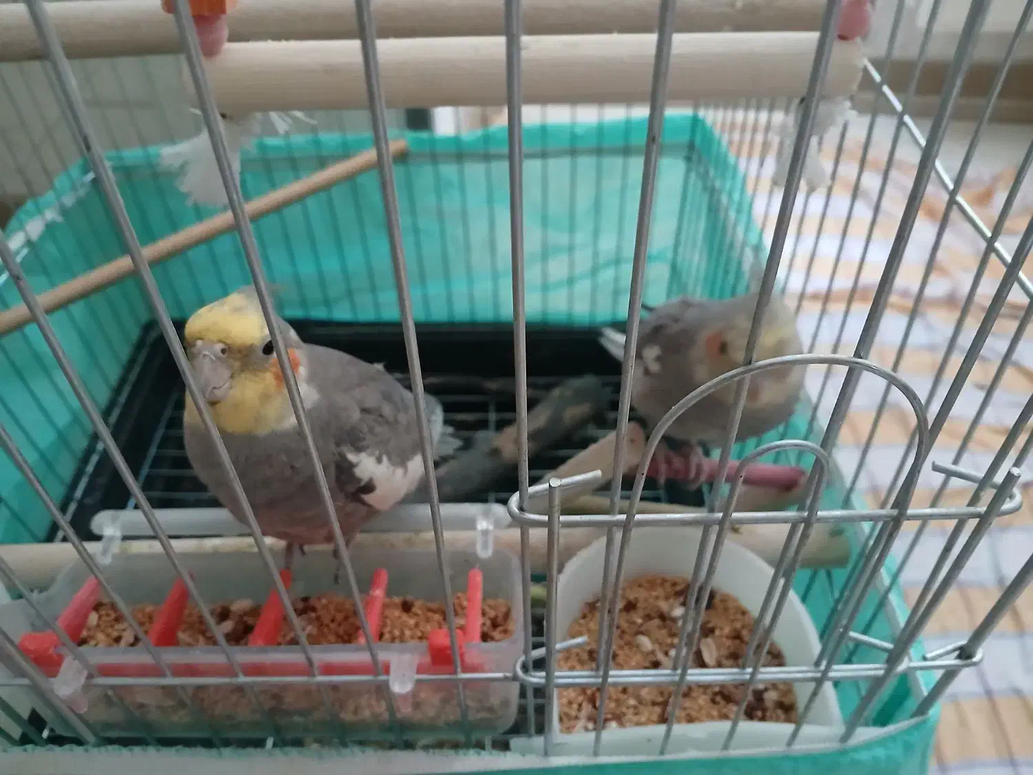 عروس هلندی با قفس|پرنده|محمدیه-قزوین, |دیوار