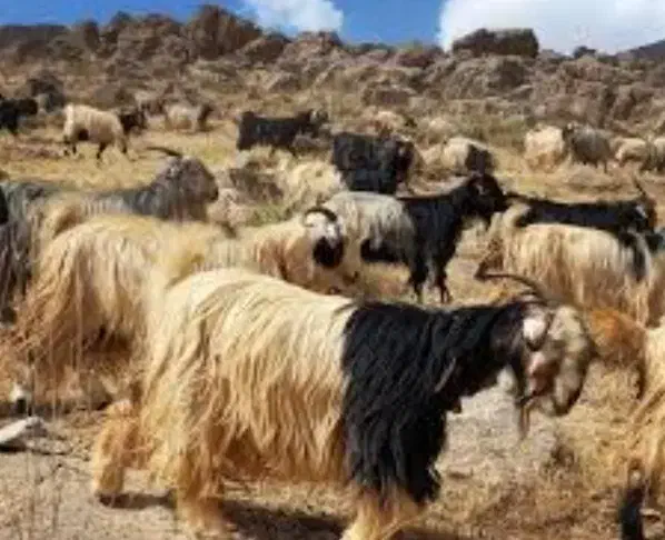 بزغاله نربز سانن مومورسیا|حیوانات مزرعه|مشهد, نیزه|دیوار