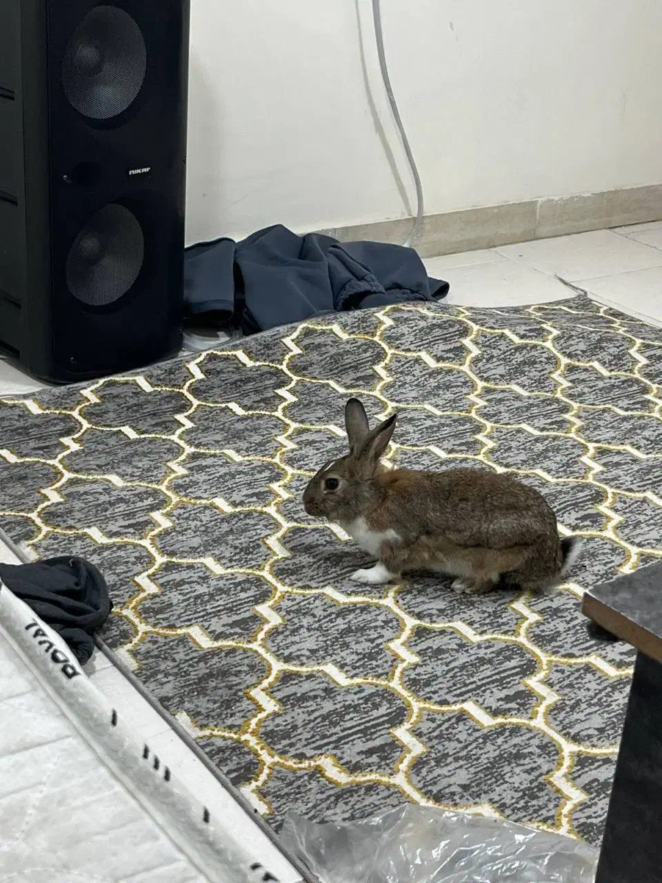 خرگوش|موش و خرگوش|بندرعباس, |دیوار