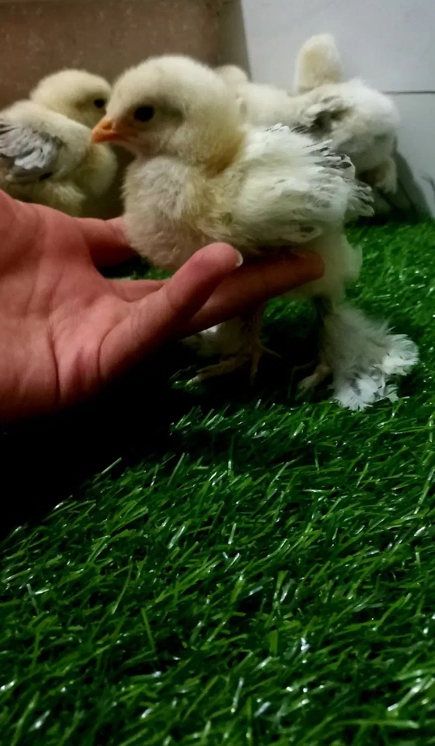 جوجه برهما لایت ۲ماه و ۱۰ روزه اصیل وتخم نطفه دار|حیوانات مزرعه|اصفهان, مارچین|دیوار